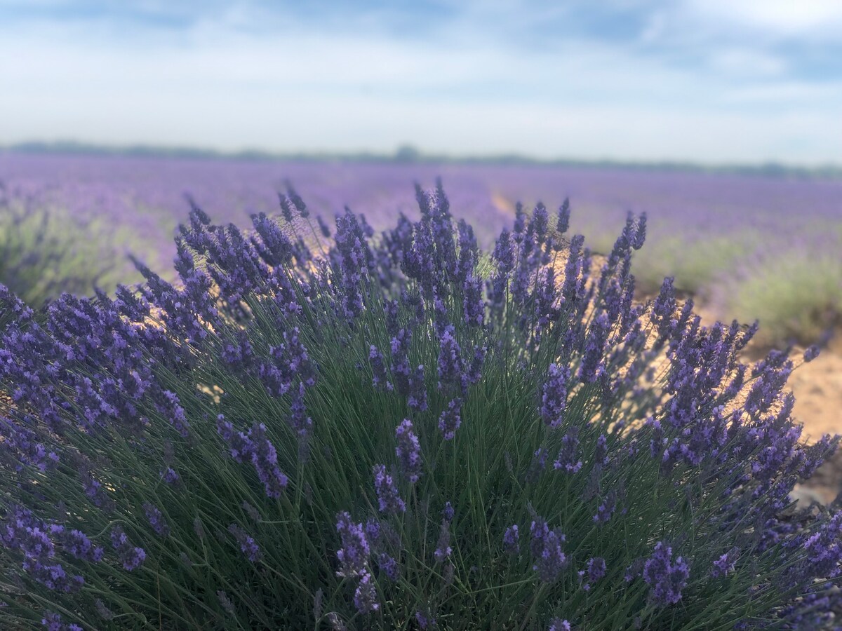 Lavender Fields- Spectacular country house