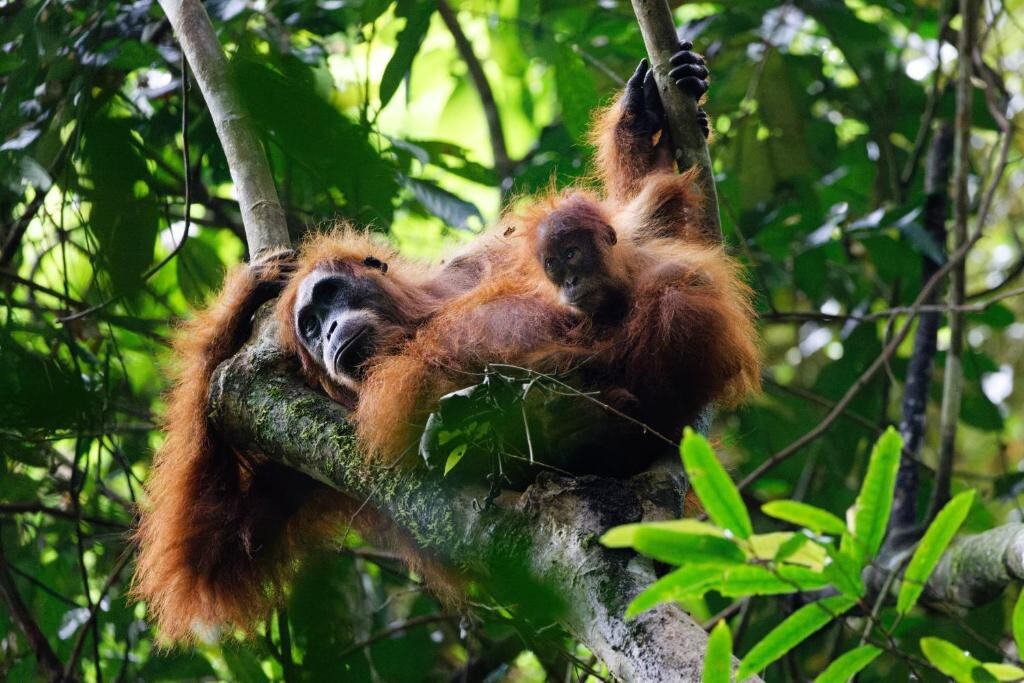 苏门答腊Orangutan徒步别墅