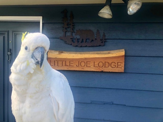 Little Joe Lodge ，景色迷人！