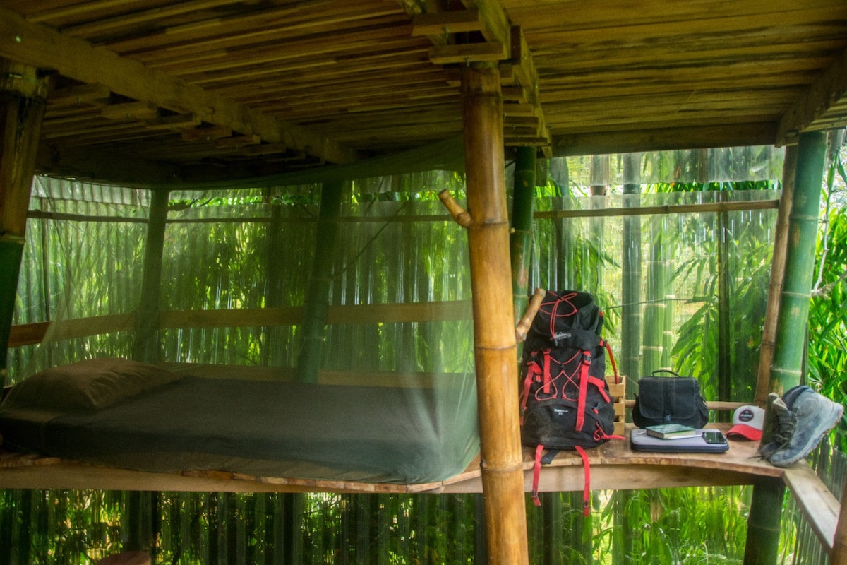 Living Bamboo Tree House