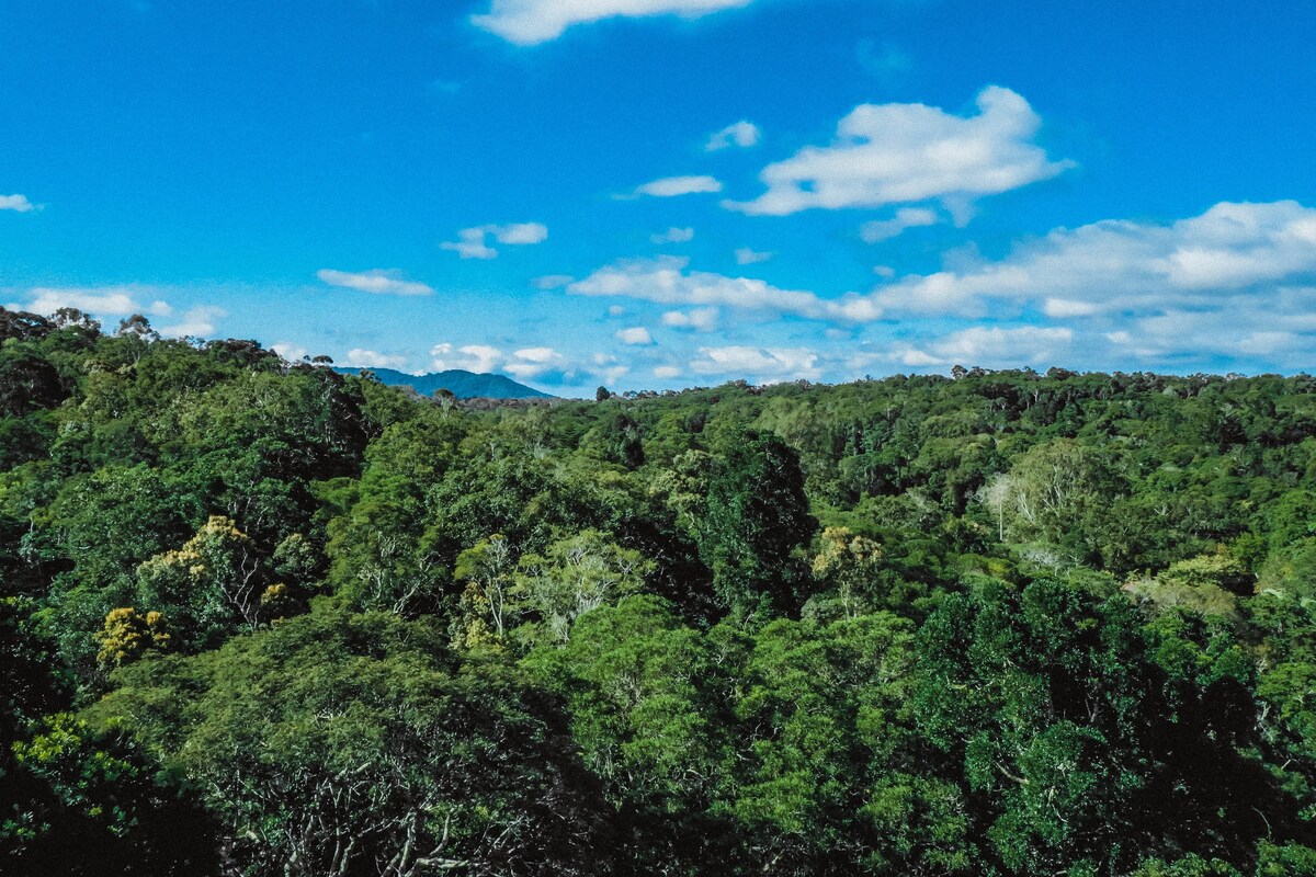 Pristine Rainforest Retreat (Private river)