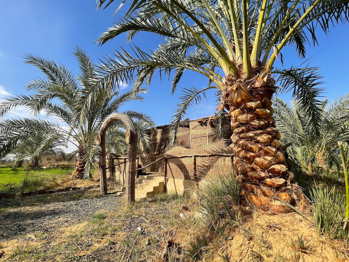 Palm Tree House on Oasis