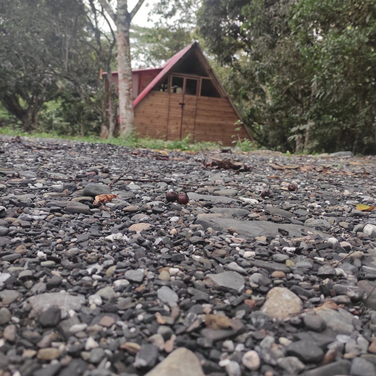 Estrellas al firmamento, ecológico naturalista