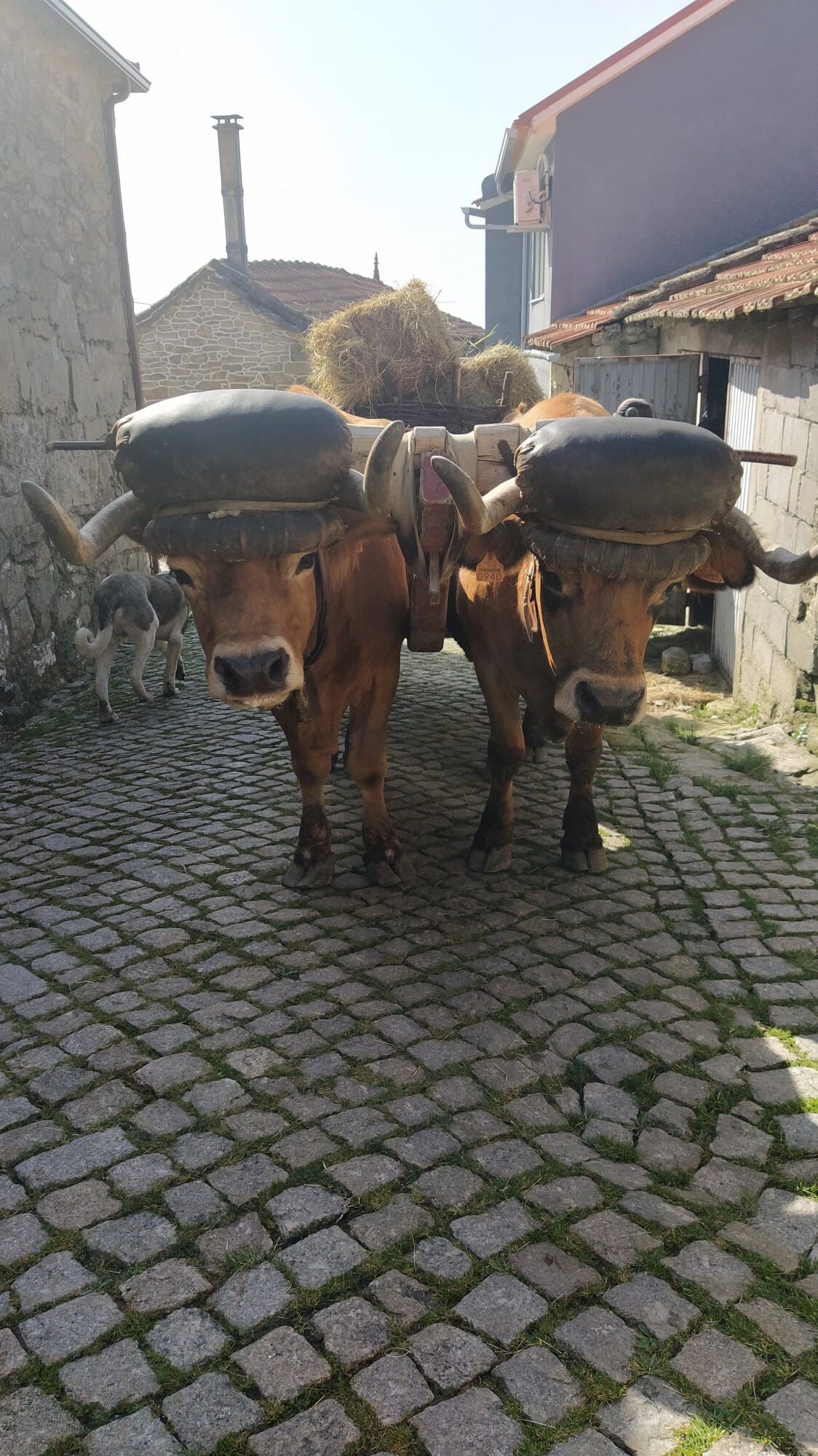 Aldeia de Moura Morta