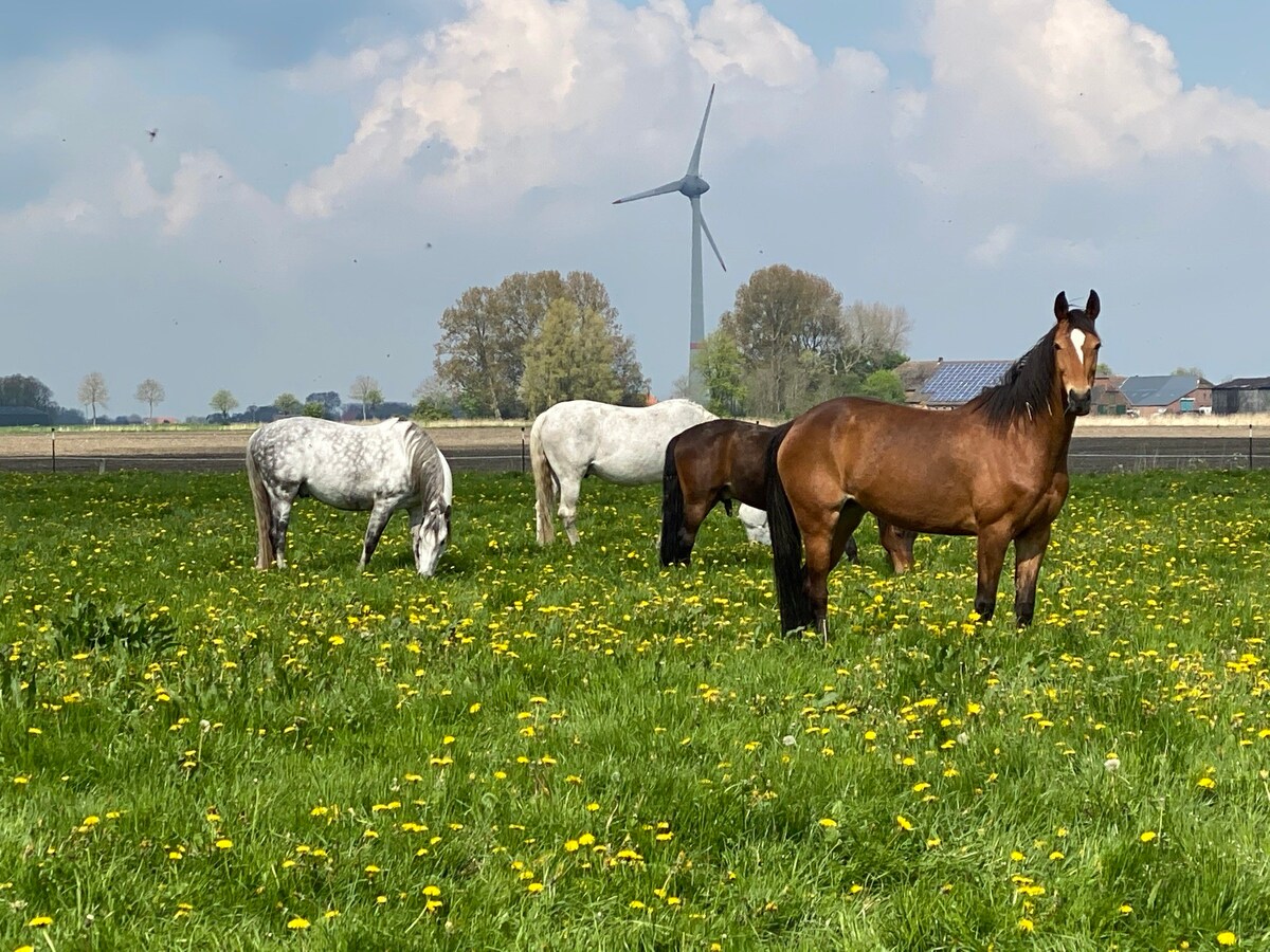 FeWo Schillig -Ferienhof Mischke