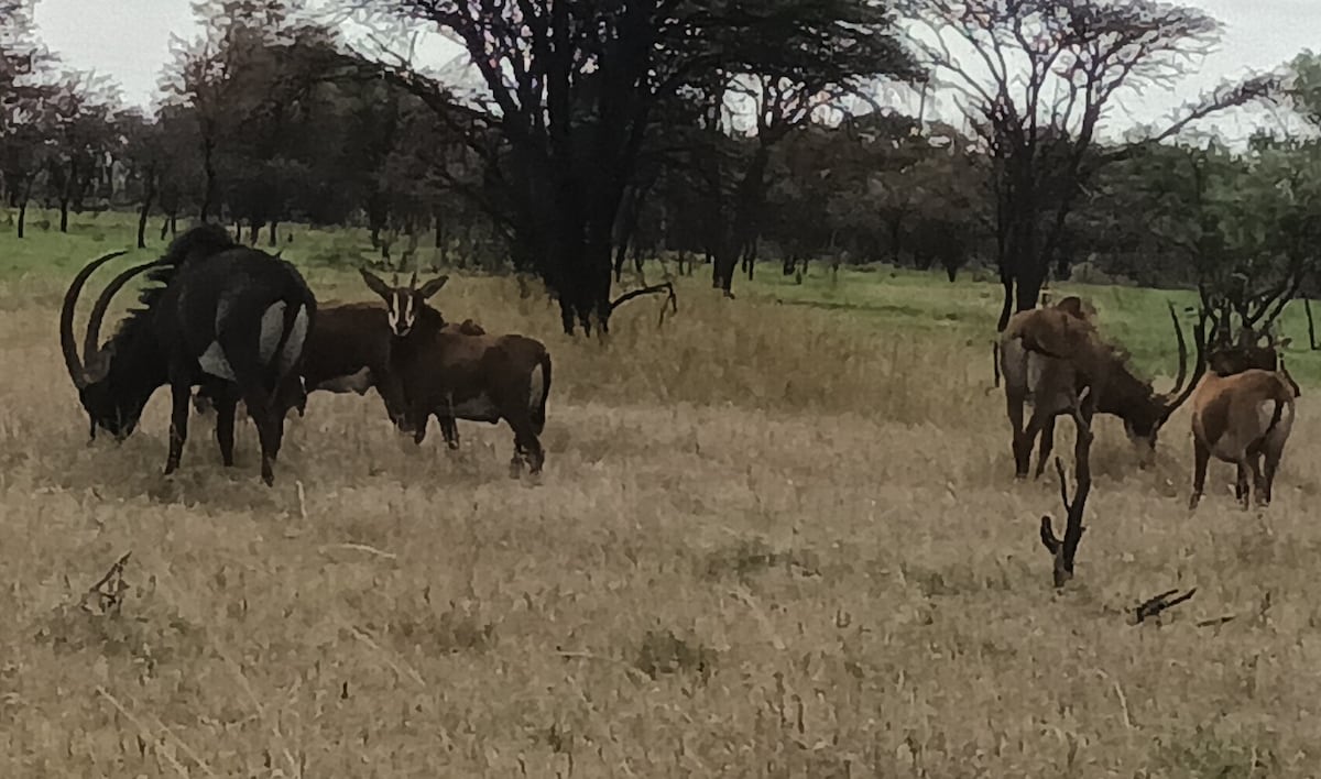 True connection with wildlife