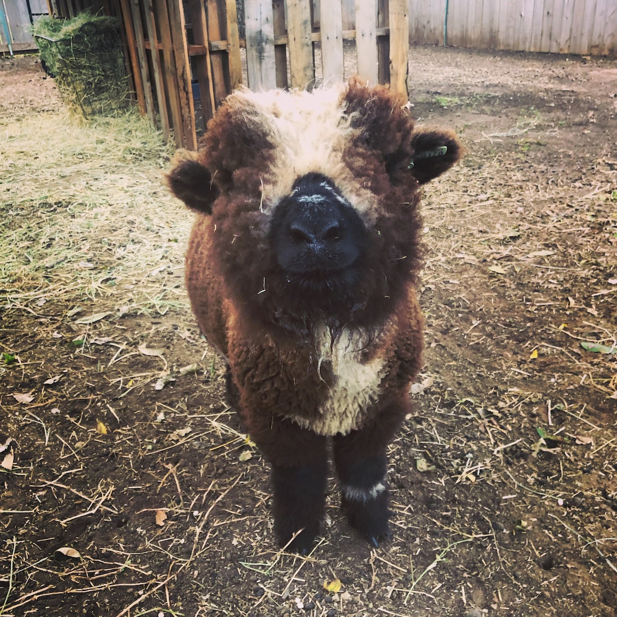 The Lucy at Fritztown Farms