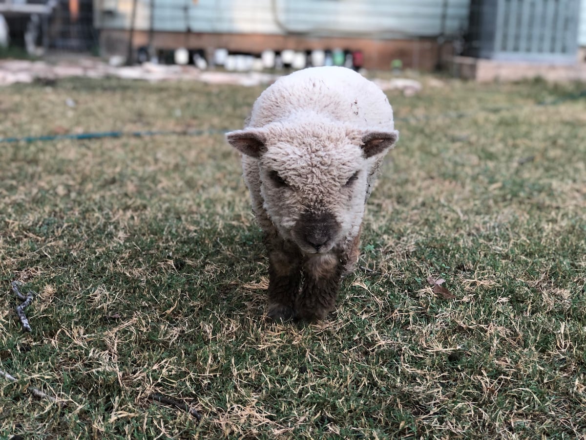 The Lucy at Fritztown Farms