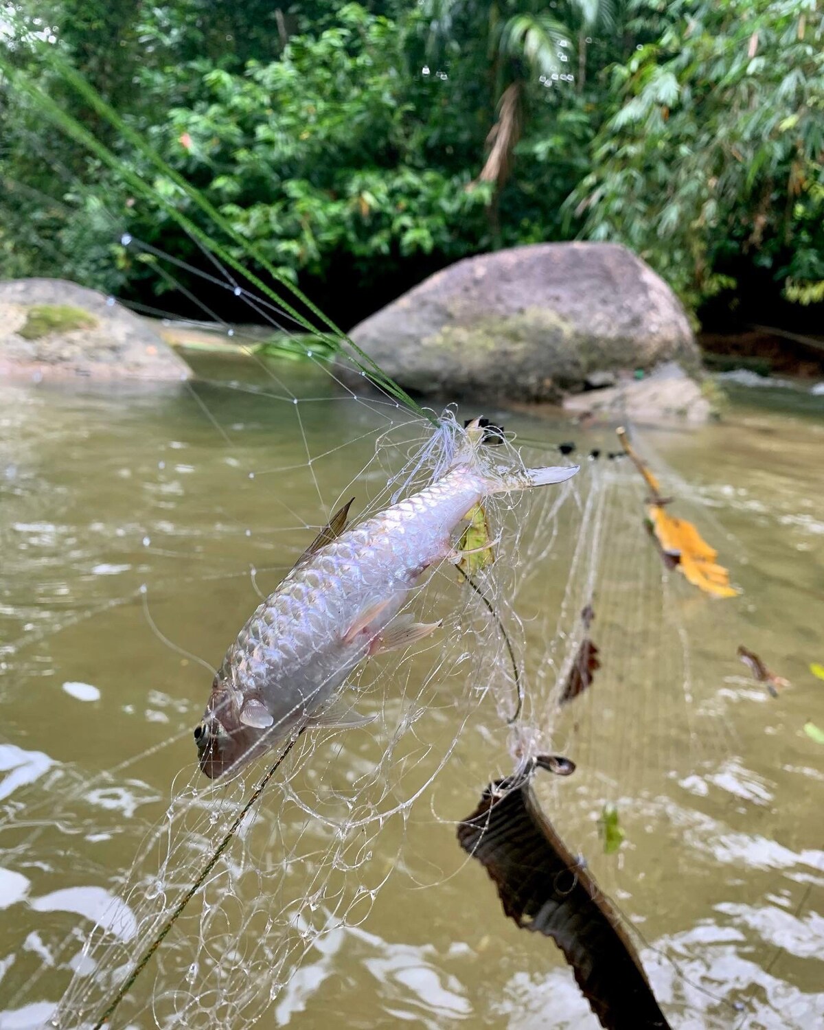 Rimba Jelai露营地（野外露营）