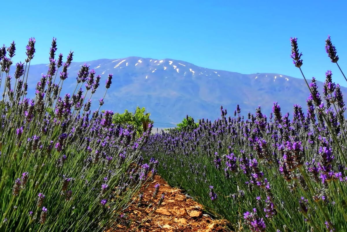 Kfarmishki Lavender Lodge