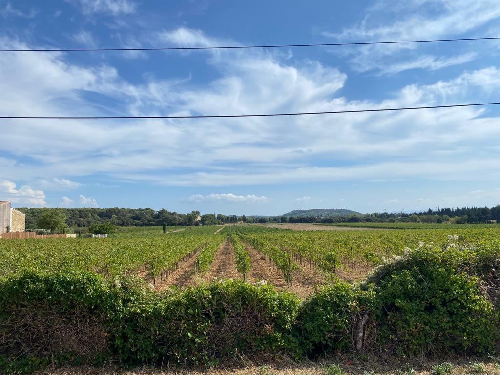 Une parenthèse face aux vignes