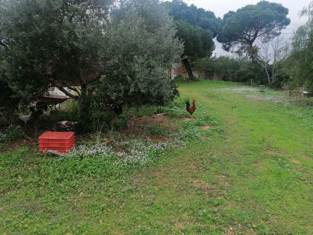 Casa de campo los olivos