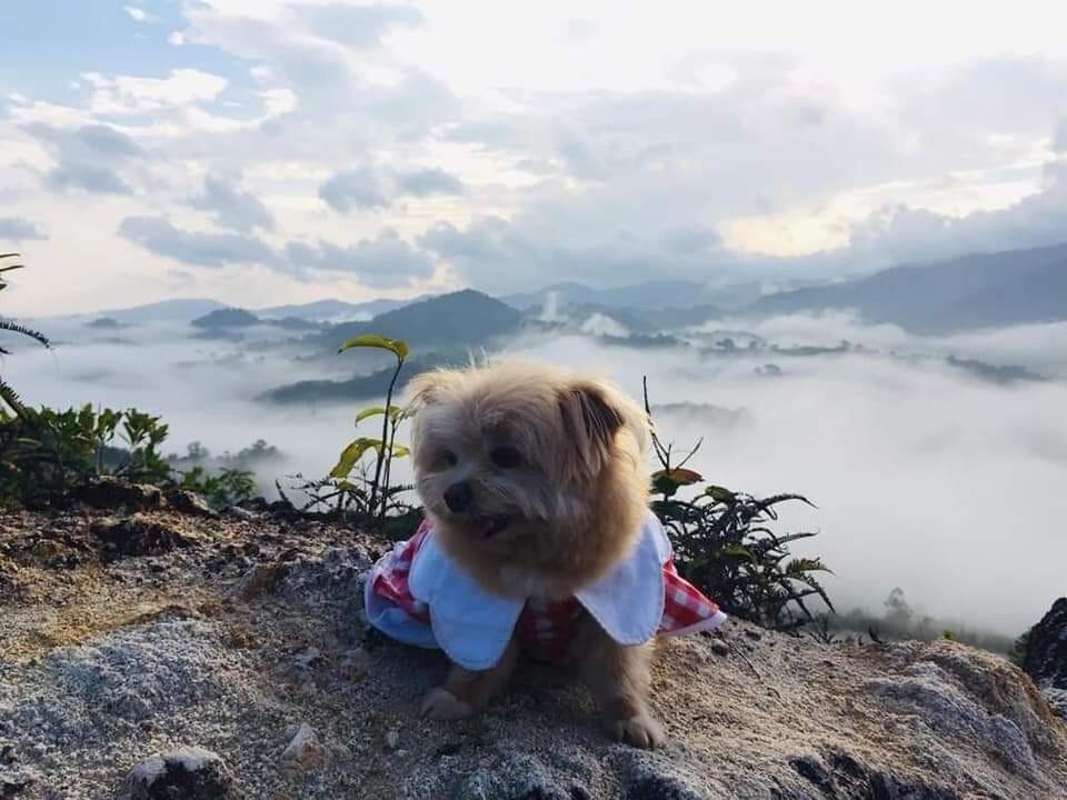 Baanhatsompaen家庭
旅馆客房