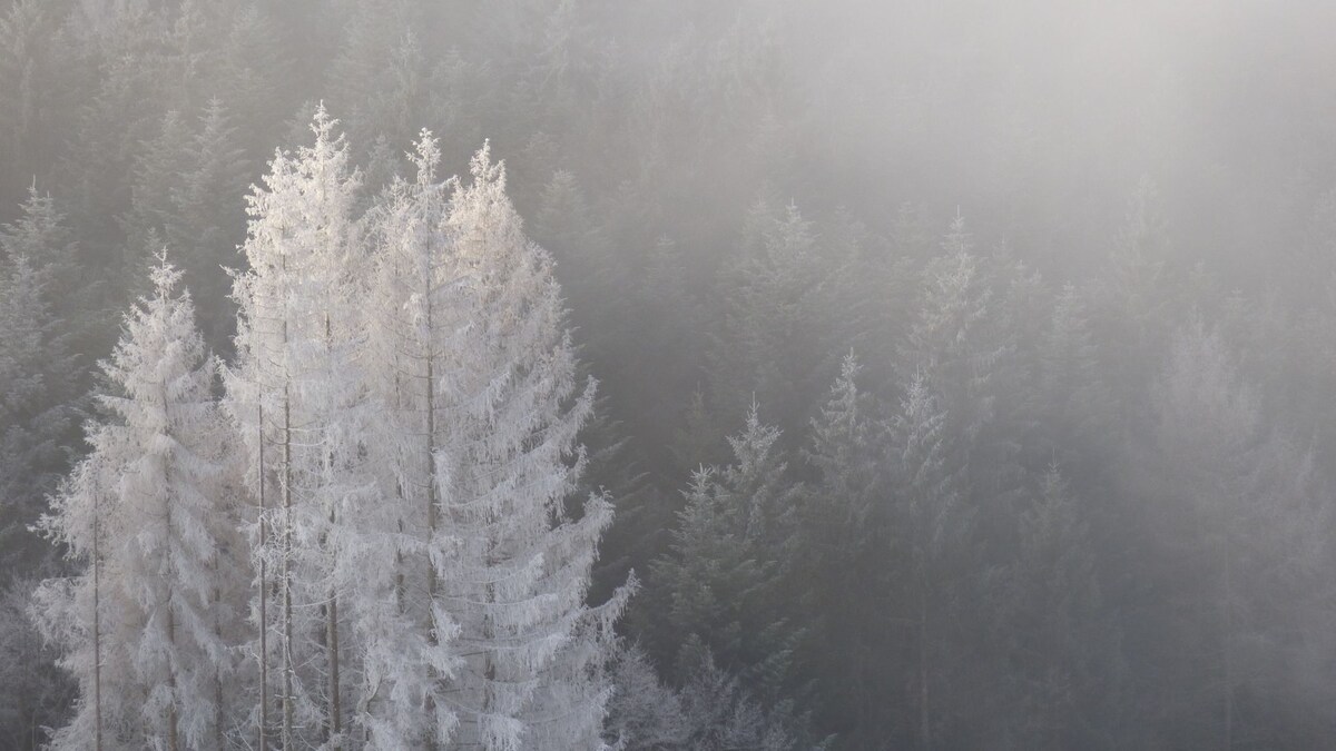 Appartement cosy en pleine nature vosgienne