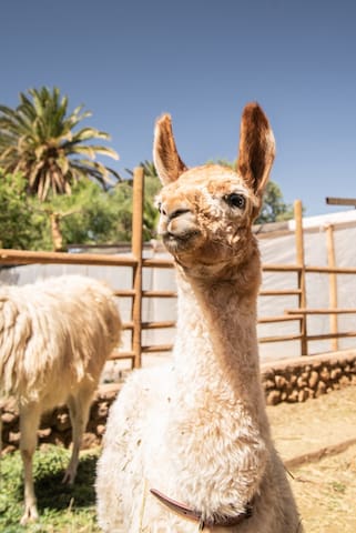 圣佩德罗德阿塔卡马 (San Pedro de Atacama)的民宿