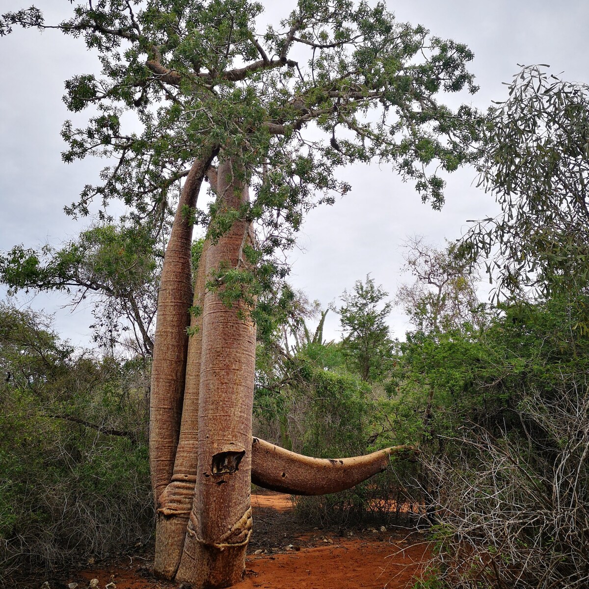 雷尼亚拉， Baobabs森林