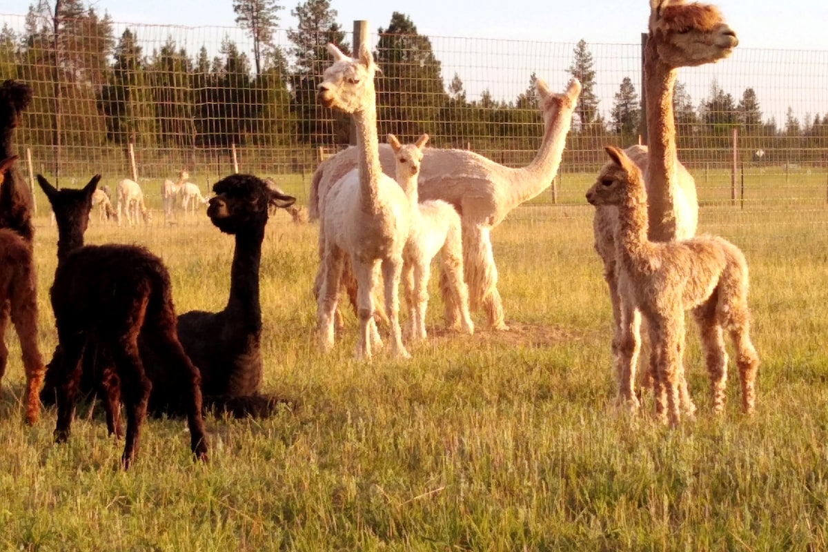 Leisure Ranch Alpacas