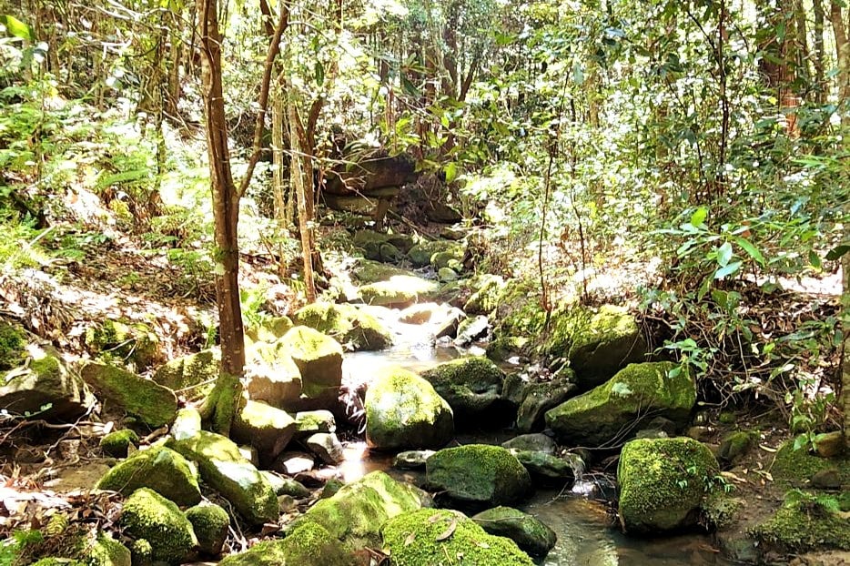 Cottage Cabbage Tree Hollow