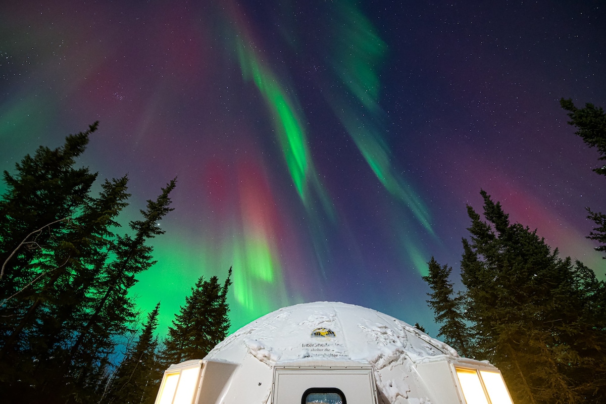 Fortymile Aurora Igloo and Reindeer