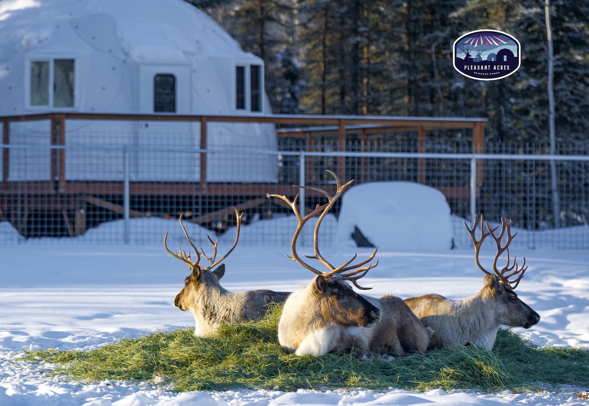 Fortymile Aurora Igloo and Reindeer