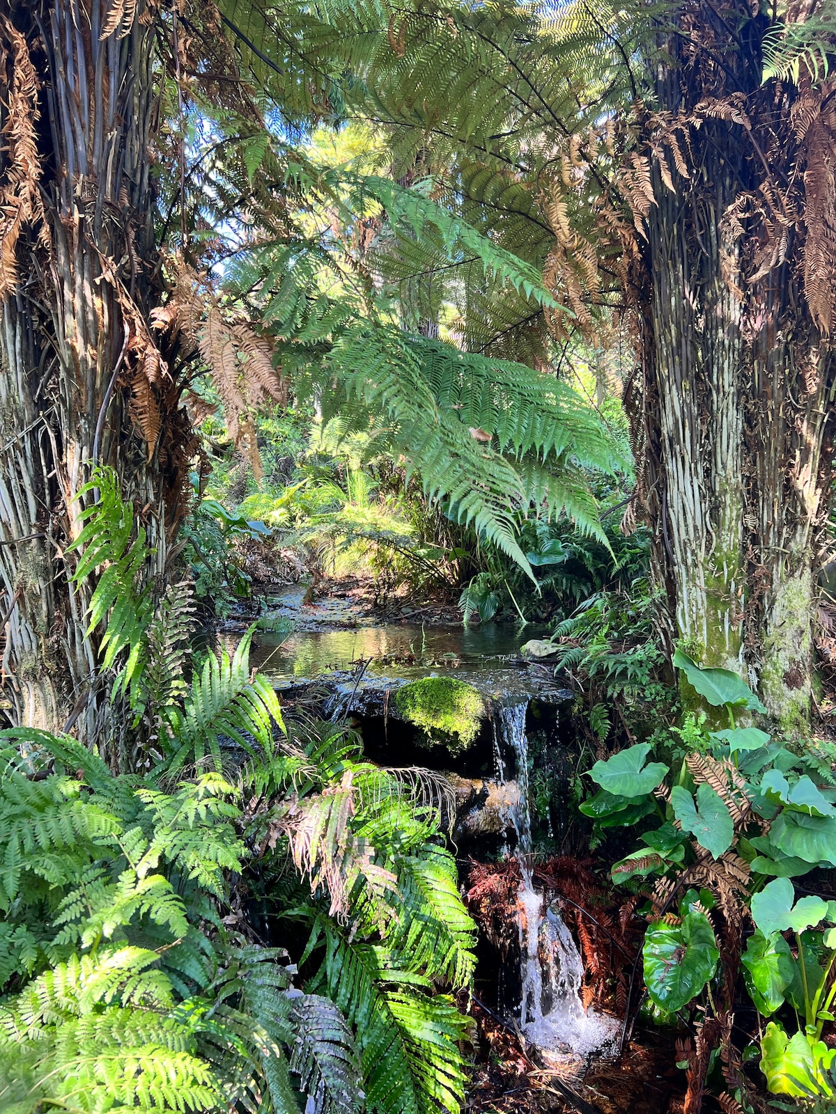 Kauri Lodge -令人惊叹的树顶藏身之处。