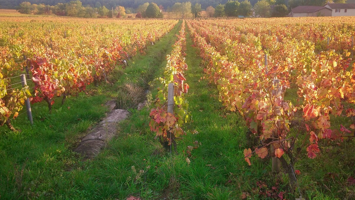 La bulle beaujolaise