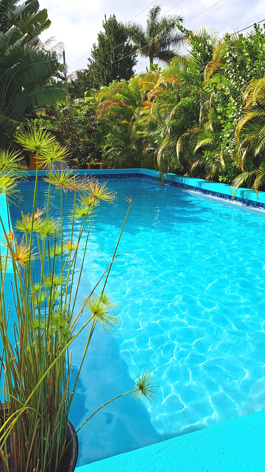 僻静的热带绿洲。大型深游泳池。