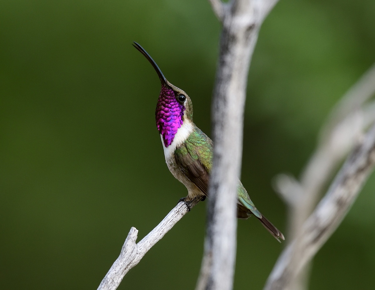 The Hummingbird Wing 
Peaceful w/ Mountain Views