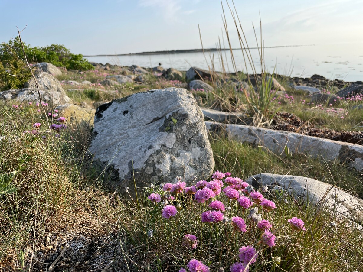 在Trönningenäs, Varberg海边