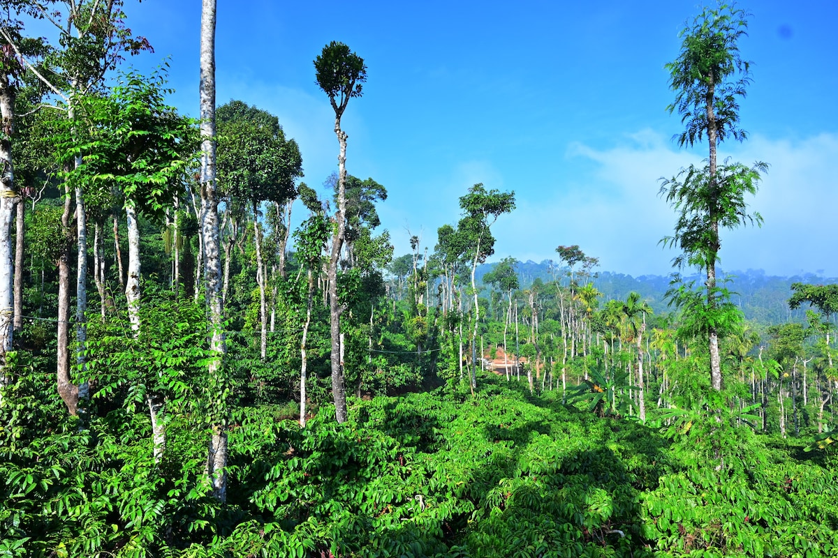 Coffee Crown Homestay- 1KM to Waterfalls