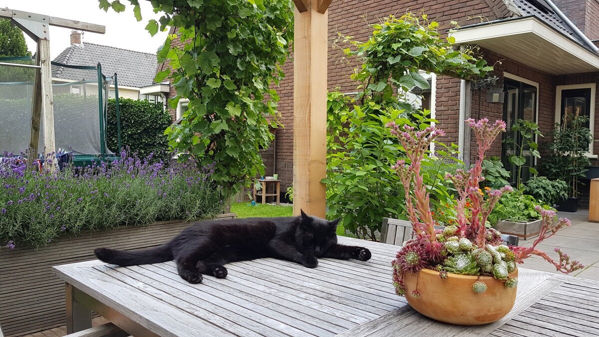 Cozy home near Amsterdam with cat and sunny garden