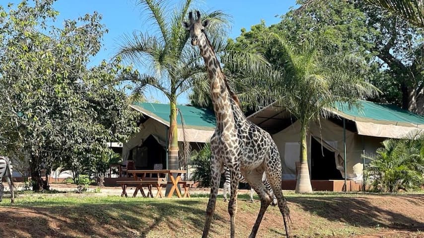 迪亚尼海滩(Diani Beach)的民宿