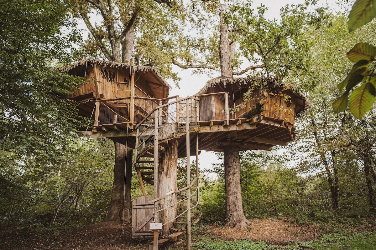 Cabane Famille Arbre Héronnière