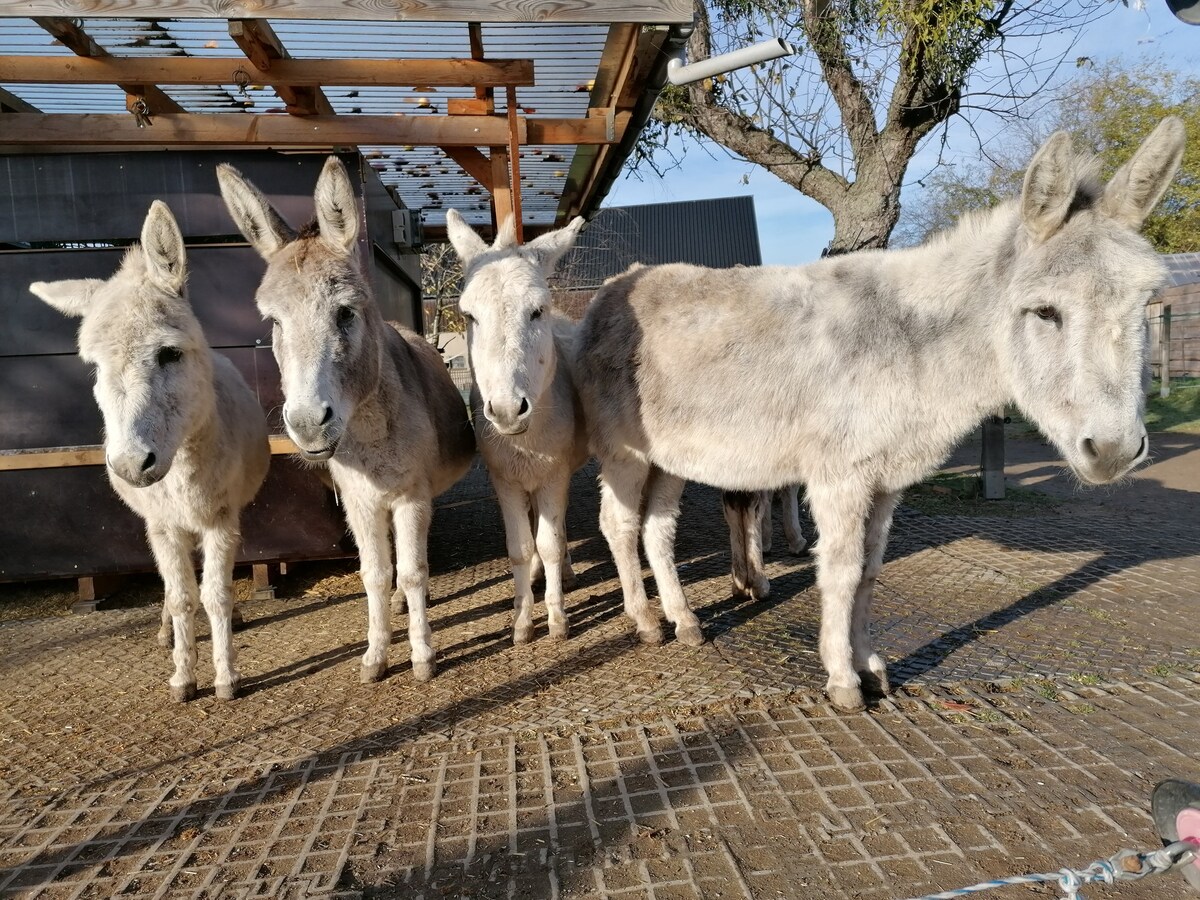 Urlaub auf dem Eselhof