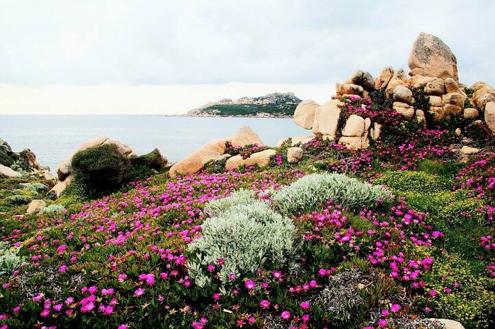 圣塔特雷莎加卢拉(Santa Teresa Gallura)的民宿