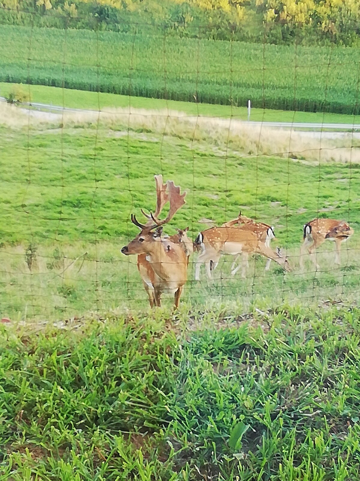 Lesena hiška čebelnjak