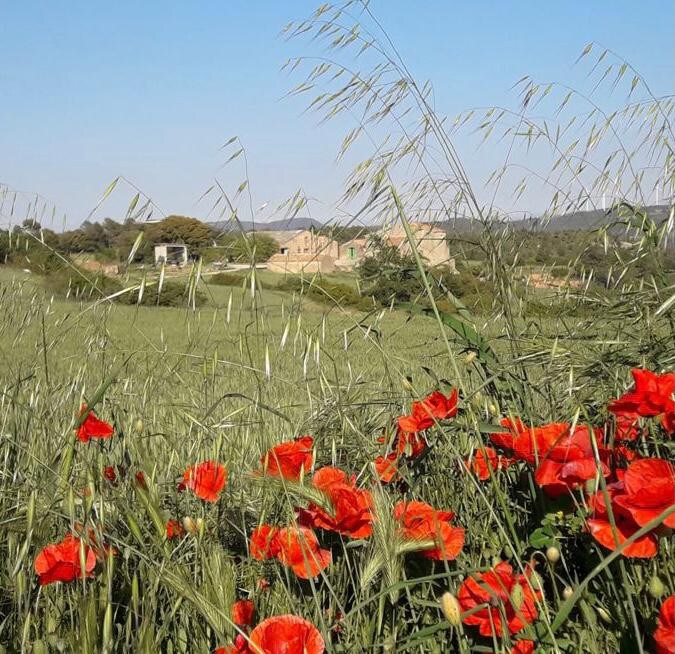 Masia en plena naturaleza