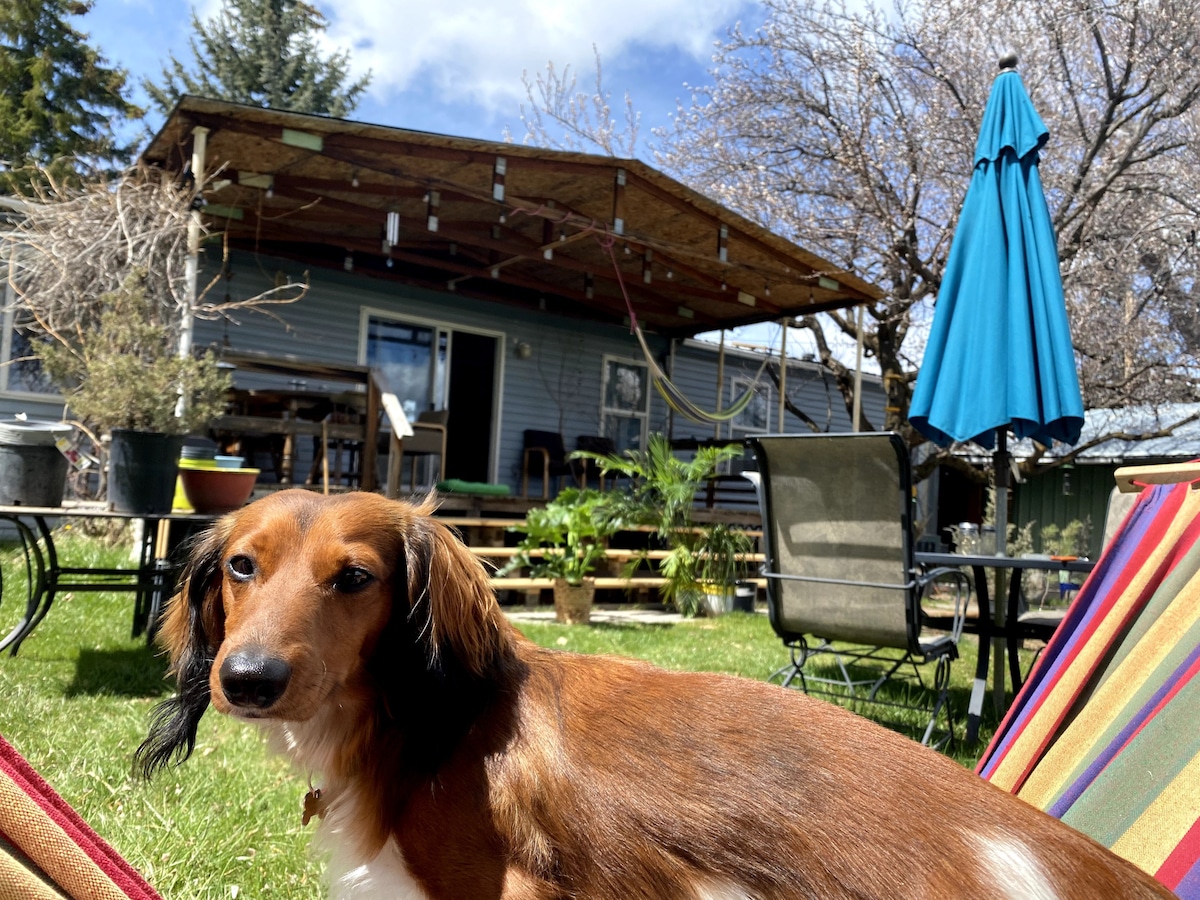  Discover the Best Motels in Cody Wyoming Pet Friendly for Your Next Adventure