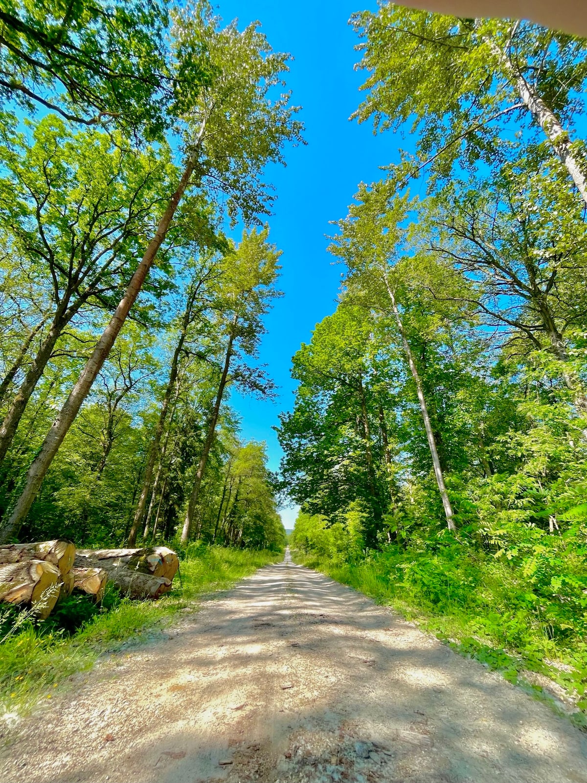 Entre vignes et forêt