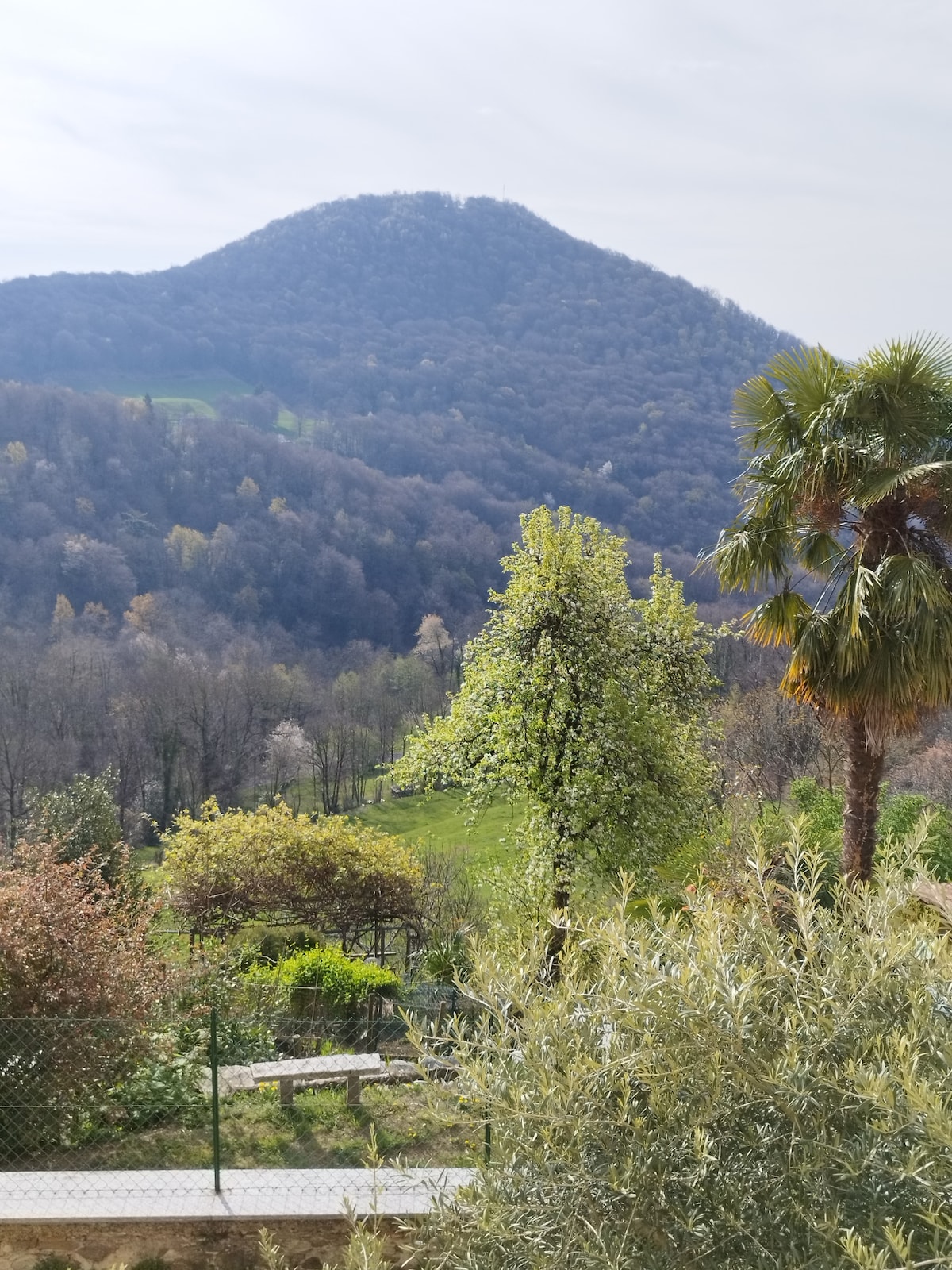 Bedigliora, casa pungitopo