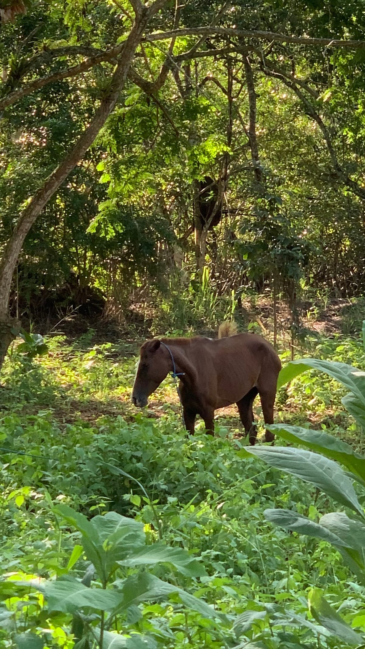 Bocana小屋