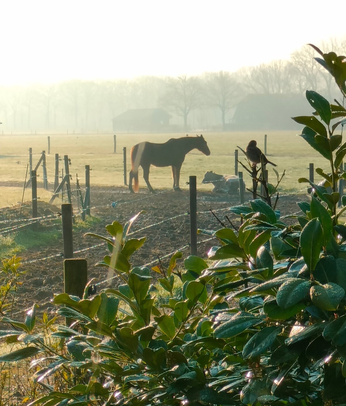 Bed en Breakfast Hammerhoeve