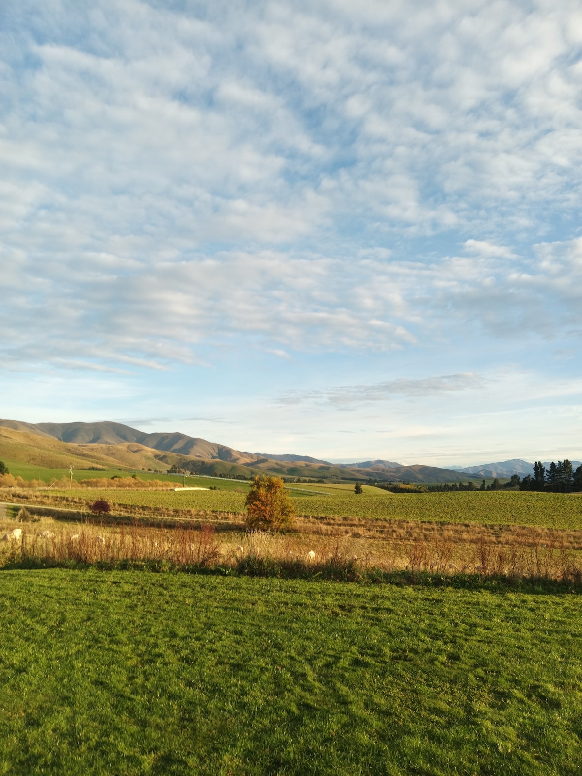 Mountain View Farmstay