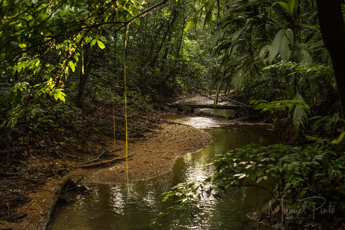 Farm Stay - a Shared Jungle Experience