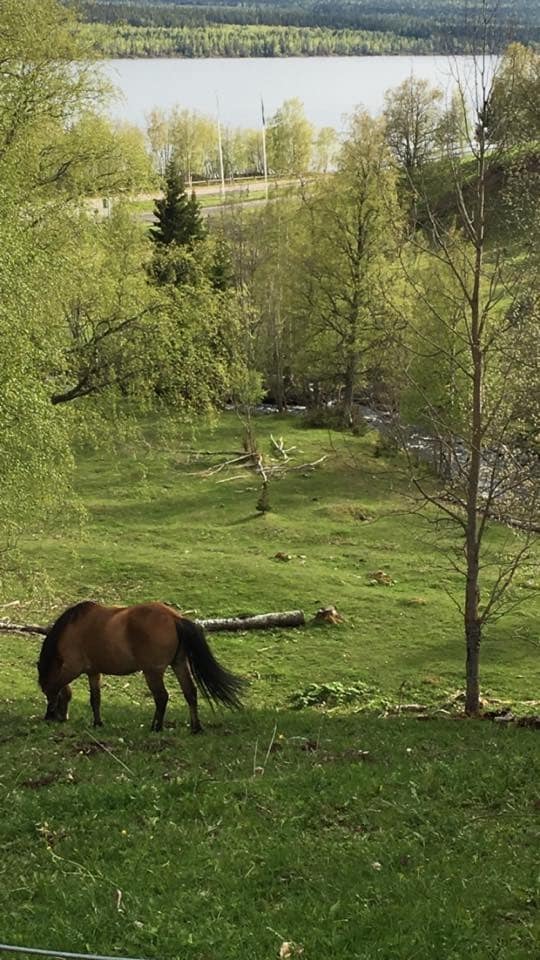 Goshawk BnB, Duvhökens BnB