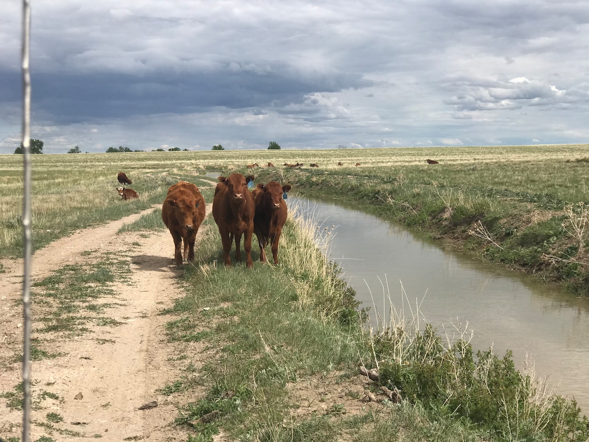 Stay on The Rodeo Ranch