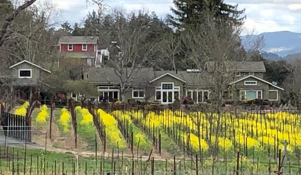 Creek Front Vineyard at Healdsburg