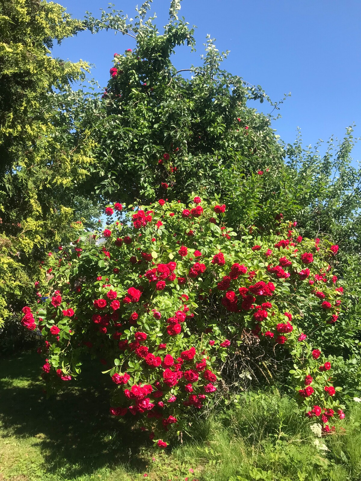 Hagestue på St. Croix