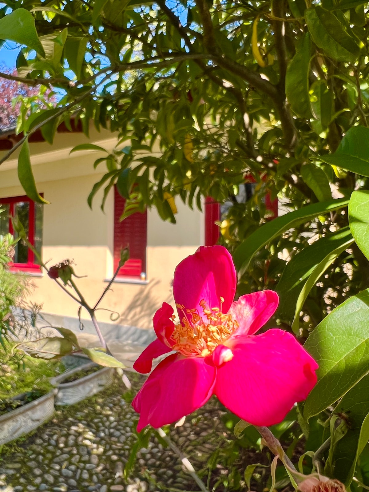 Bibì Cottage - Bed & Bamboo