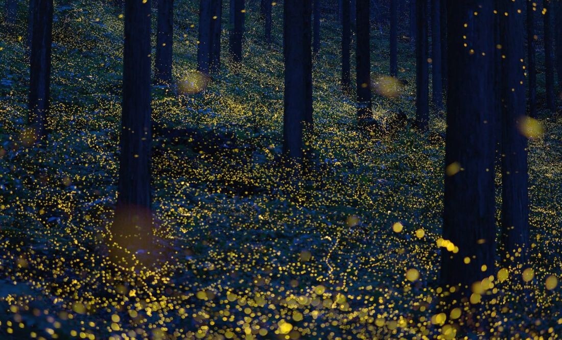 Xacalli fireflies